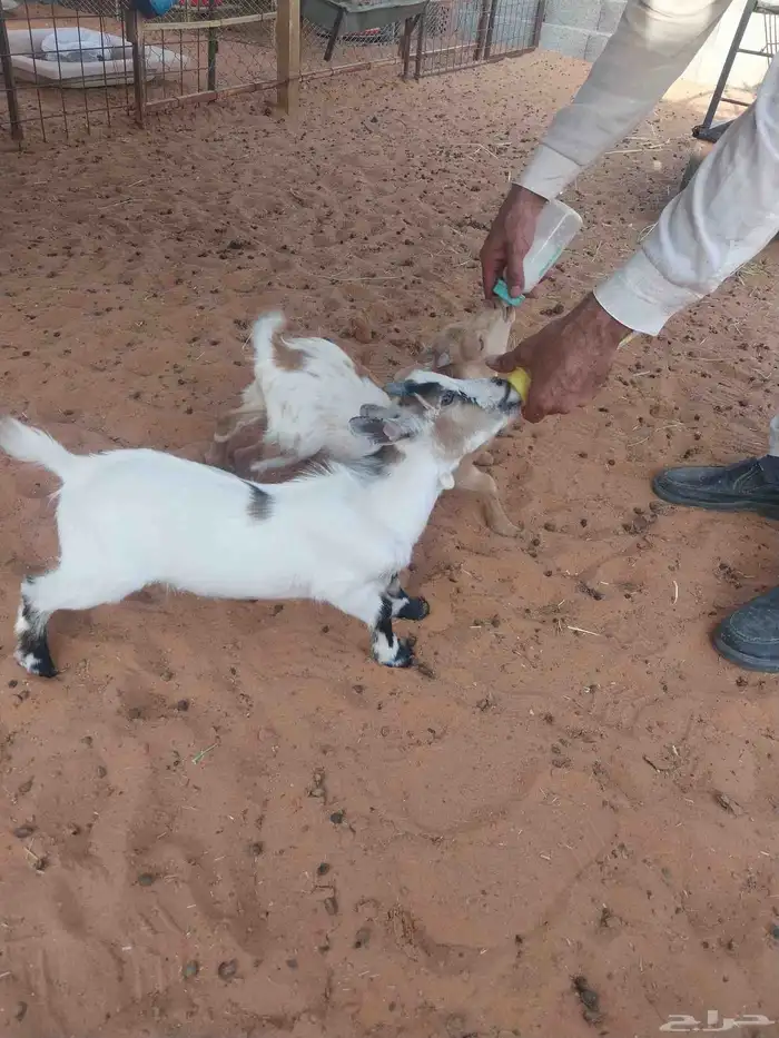 تيوس قزم أمريكي للبيع 4