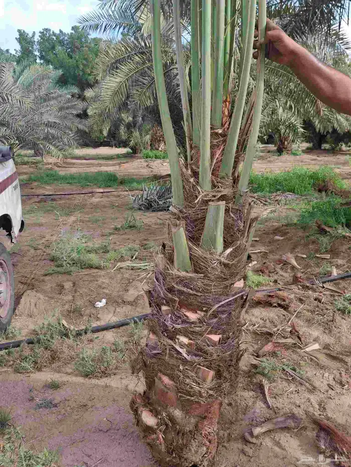 يوجدلدين جميع انواع انخل المثمره وزينه ب مكه جده اطايف 2