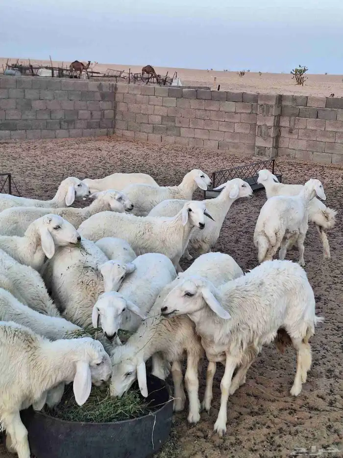 رخال مقاني صنف للبيع 1