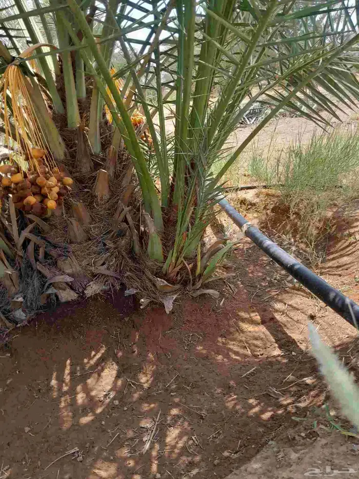 فسايل طيبه برحي وسكري وخلاص 5