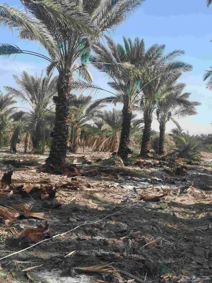 يوجدلدين جميع انواع انخل المثمره وزينه ب مكه جده اطايف 0