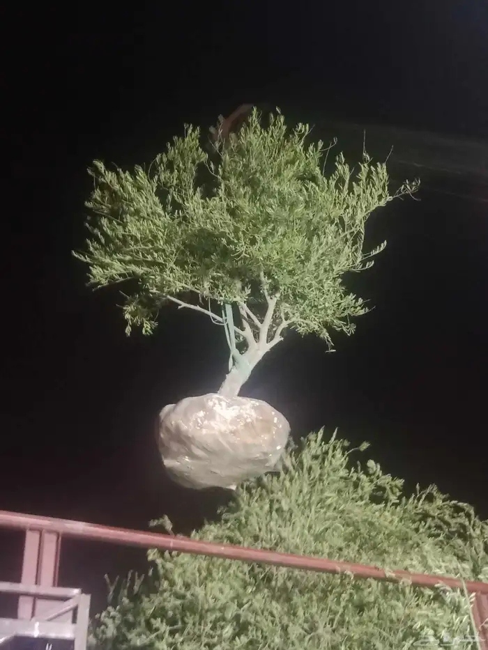 شجره الزيتون جميع الاحجام متوفره 1