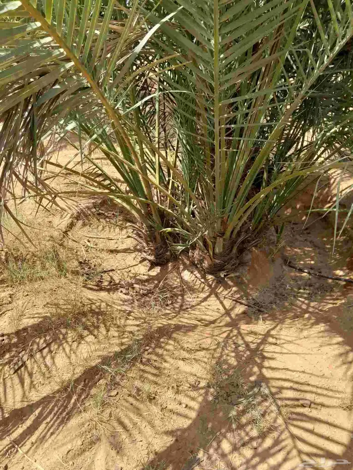 فسايل طيبه برحي وسكري وخلاص 4