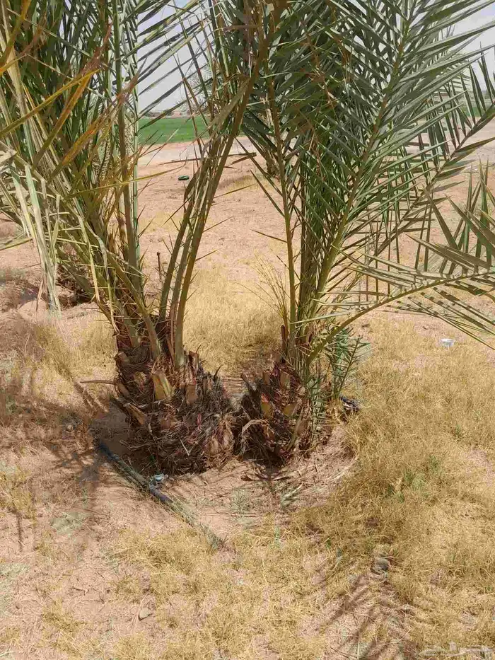 فسايل طيبه برحي وسكري وخلاص 7
