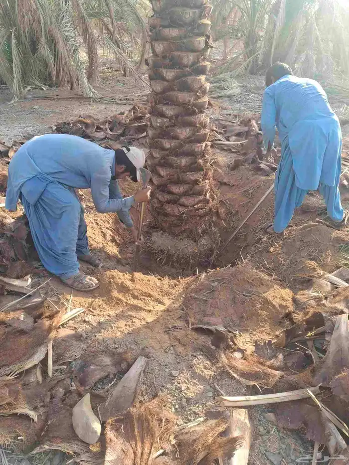 يوجدلدين جميع انواع انخل المثمره وزينه ب مكه جده اطايف 1