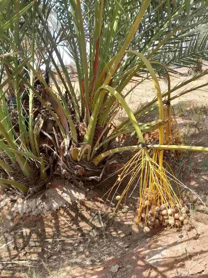 فسايل طيبه برحي وسكري وخلاص 2