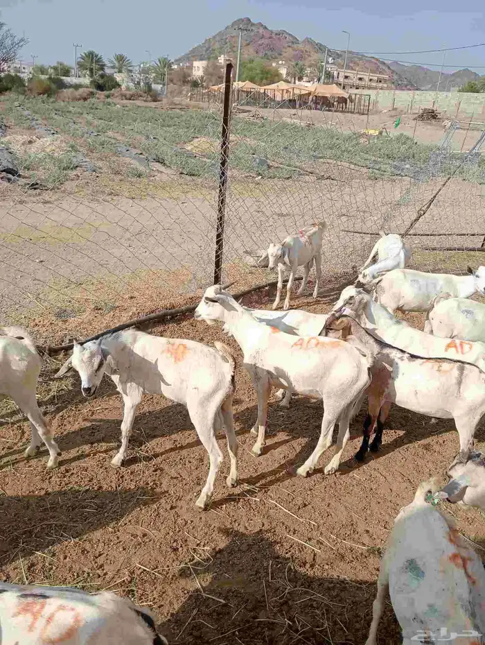 موقعنا الباحة الرياض جدة 26