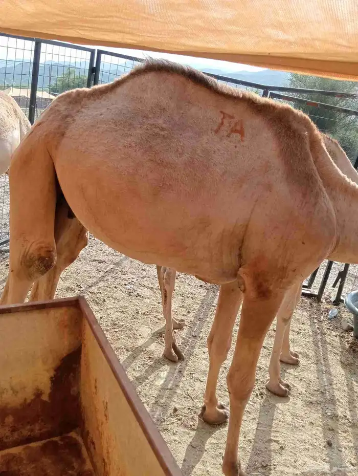 موقعنا الباحة الرياض جدة 6