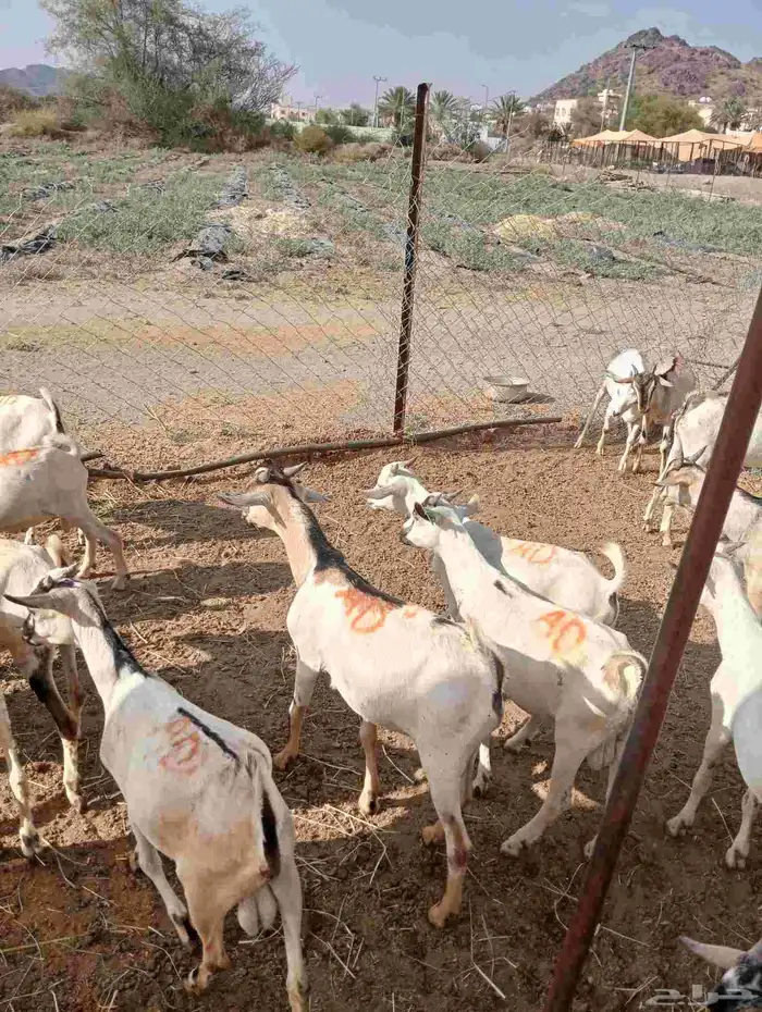 موقعنا الباحة الرياض جدة 34
