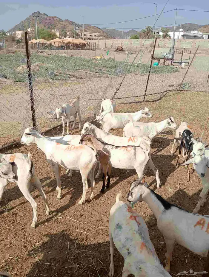 موقعنا الباحة الرياض جدة 24