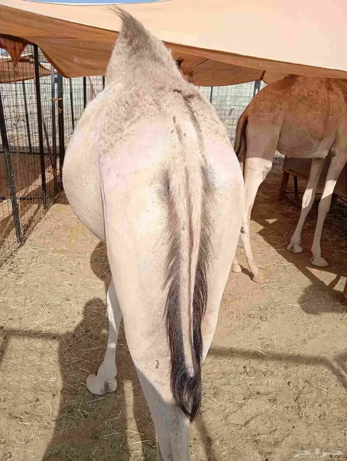 موقعنا الباحة الرياض جدة 16
