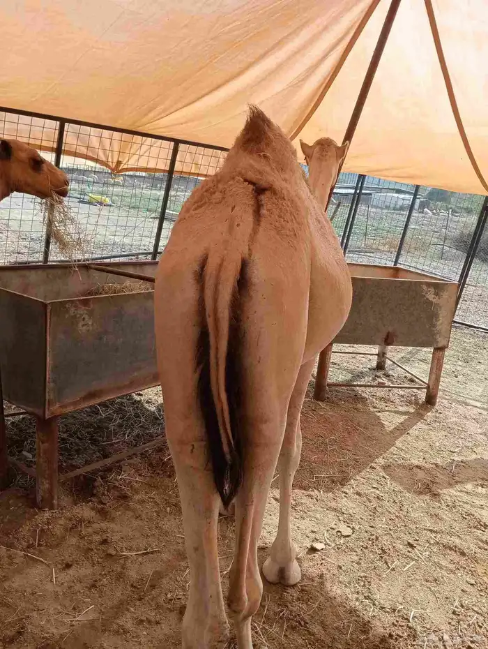 موقعنا الباحة الرياض جدة 5