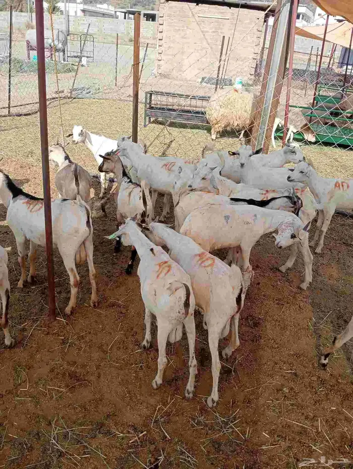 موقعنا الباحة الرياض جدة 35