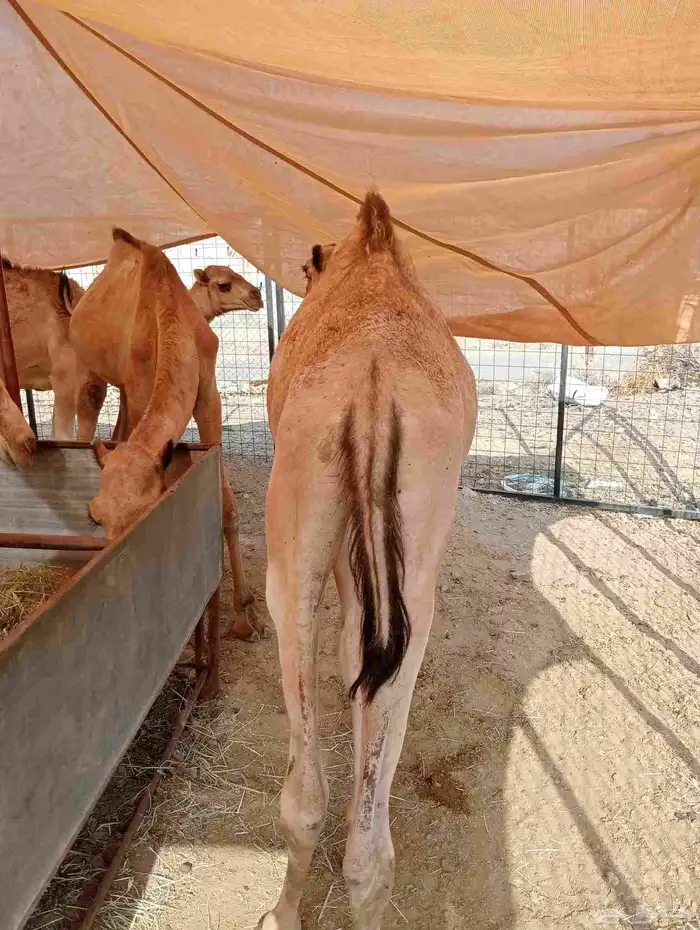 موقعنا الباحة الرياض جدة 3
