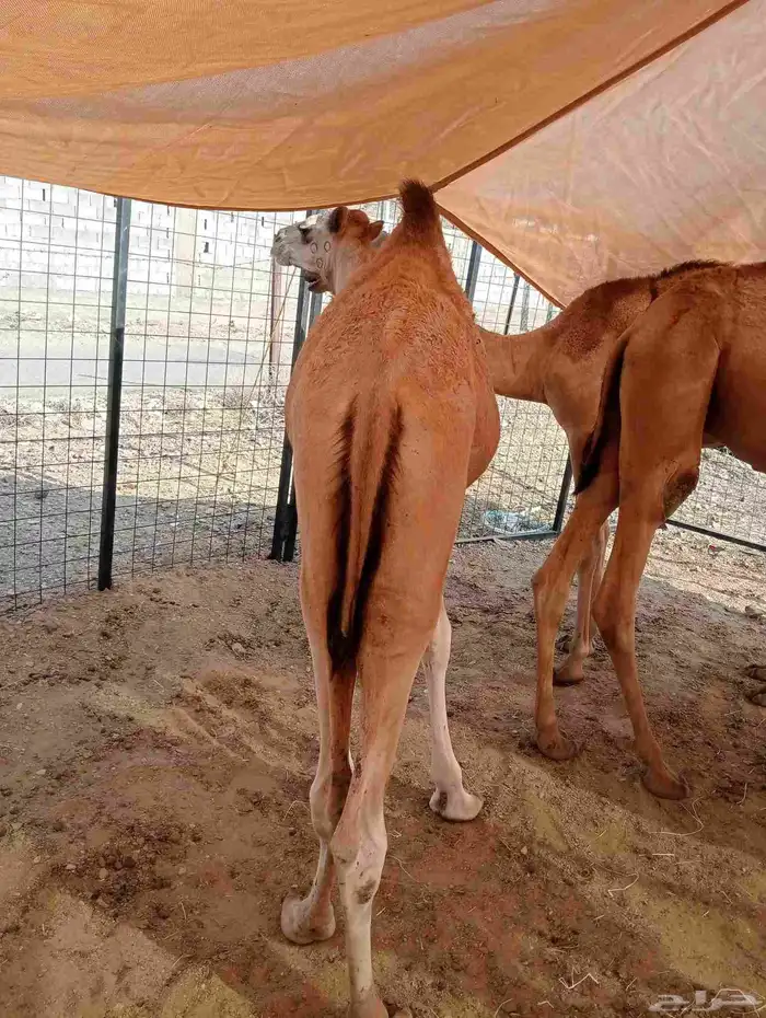 موقعنا الباحة الرياض جدة 4
