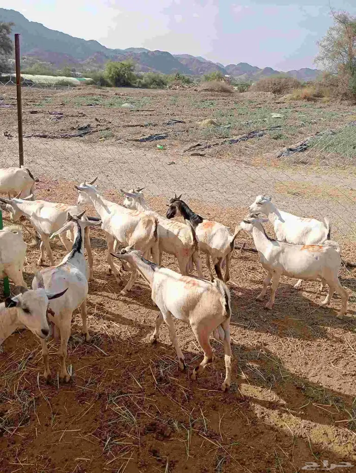 موقعنا الباحة الرياض جدة 33