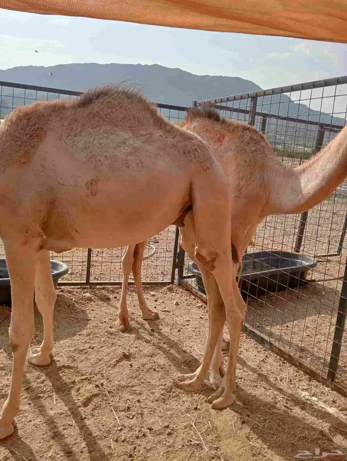 موقعنا الباحة الرياض جدة 10