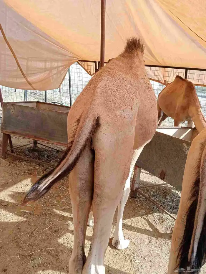 موقعنا الباحة الرياض جدة 23