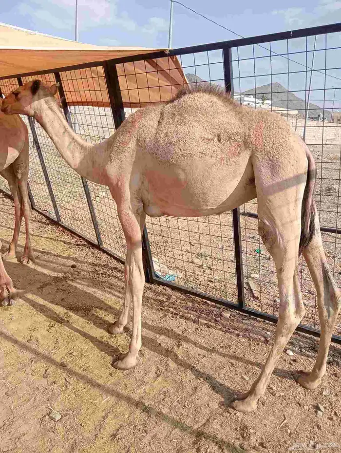 موقعنا الباحة الرياض جدة 17