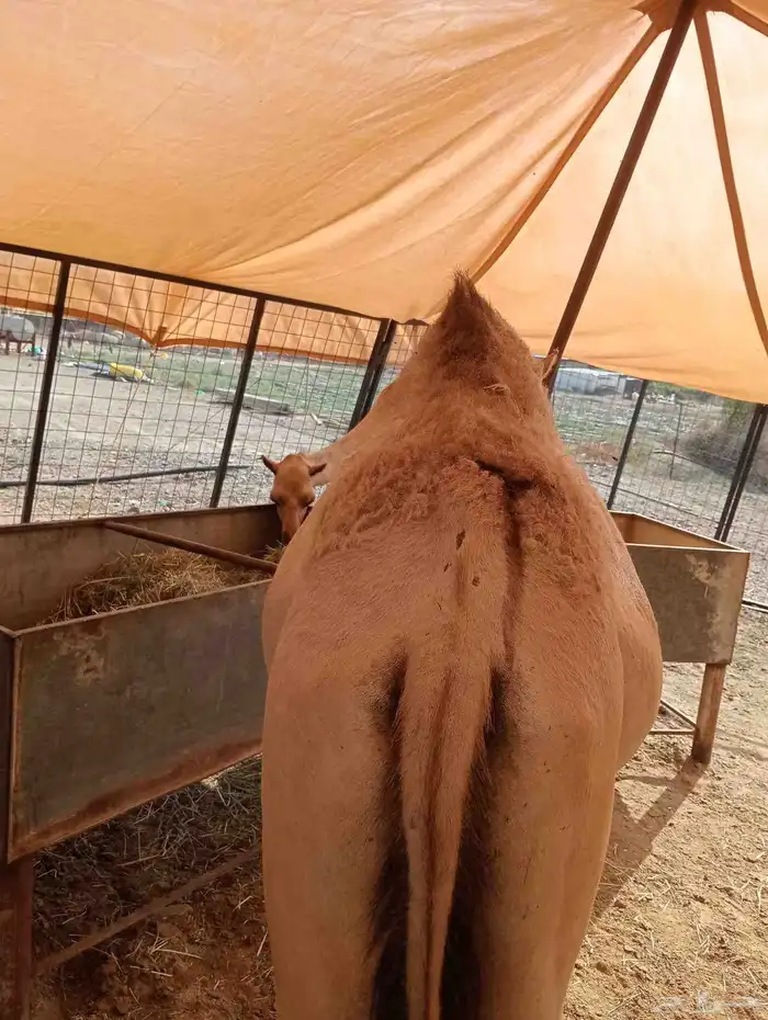 موقعنا الباحة الرياض جدة 1