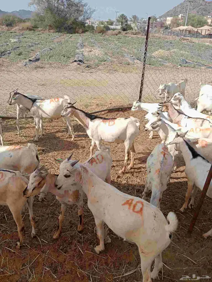 موقعنا الباحة الرياض جدة 27