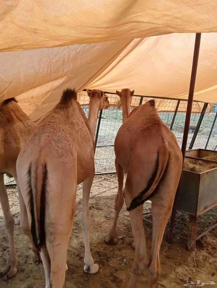 موقعنا الباحة الرياض جدة 0