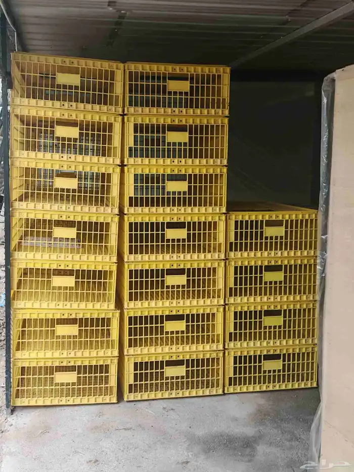 شبوك صفراء نقل طيور اقفاص 3