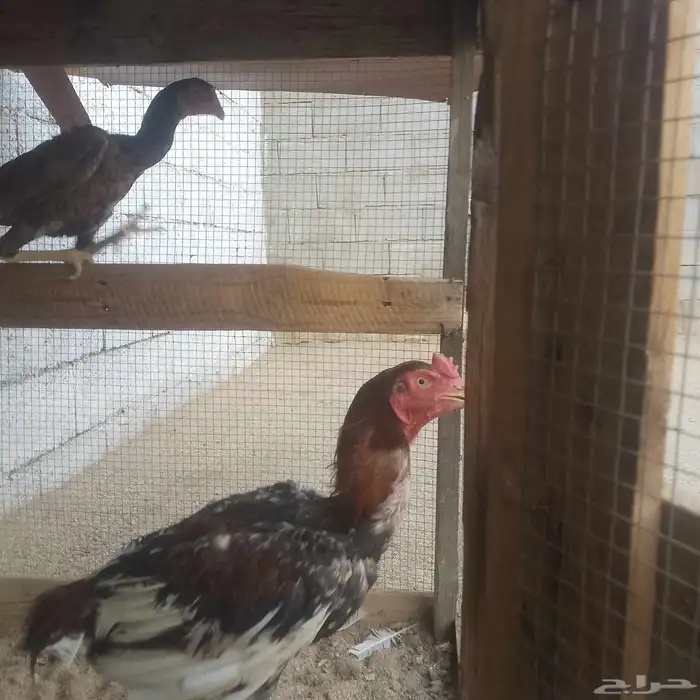 للبيع دجاج ديك باكستاني 0