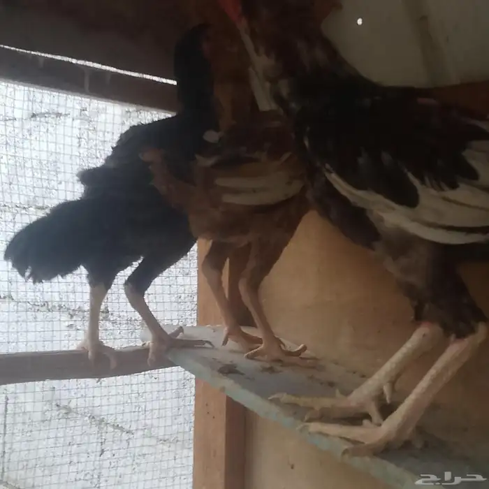 للبيع دجاج ديك باكستاني 6