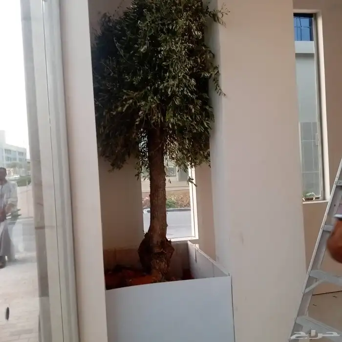 لنخيل والزيتون 7