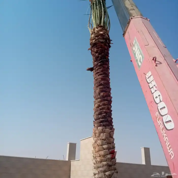 لنخيل والزيتون 3