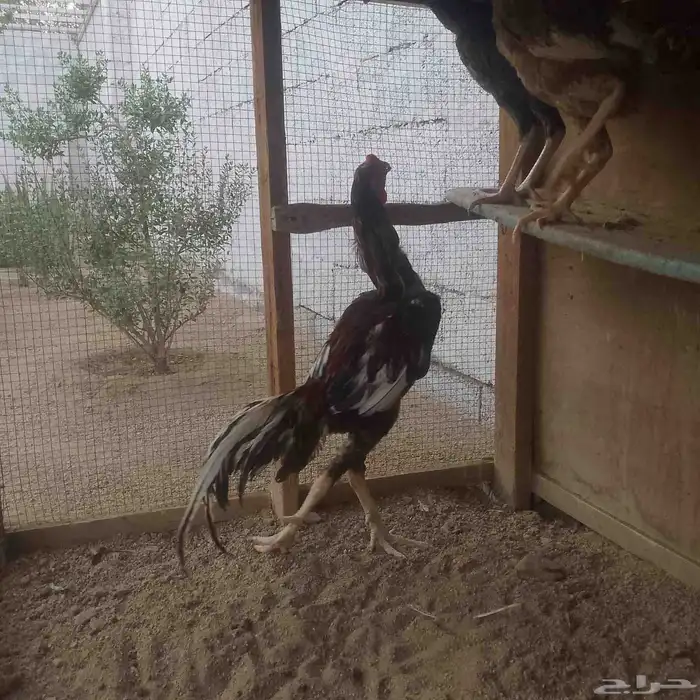 للبيع دجاج ديك باكستاني 4