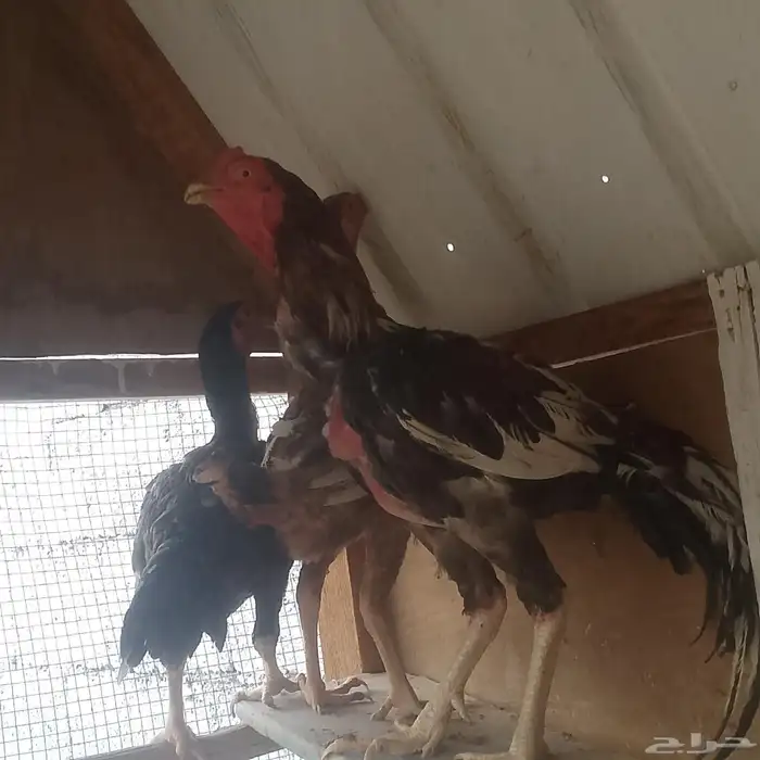 للبيع دجاج ديك باكستاني 2