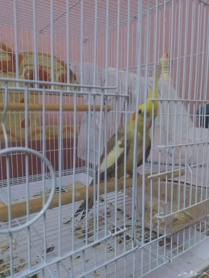 ذكر كروان منتج واليف 1