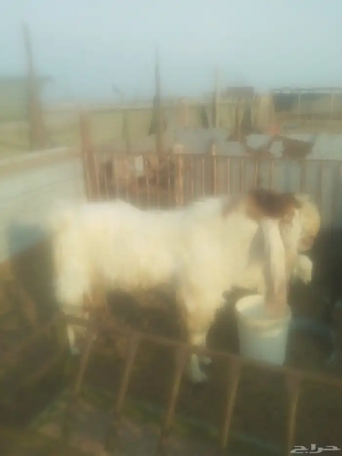تيس فحل حار مصري هجين هلندي 0
