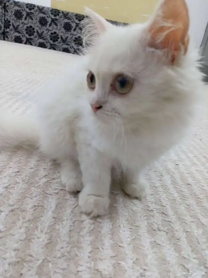 للبيع 1