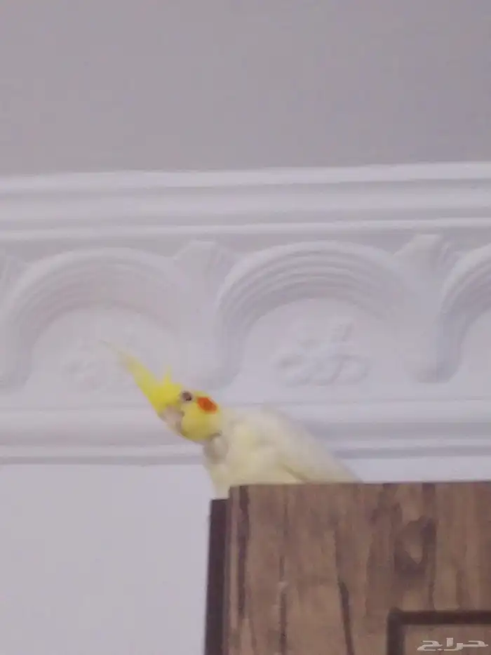 طيور كروان 0