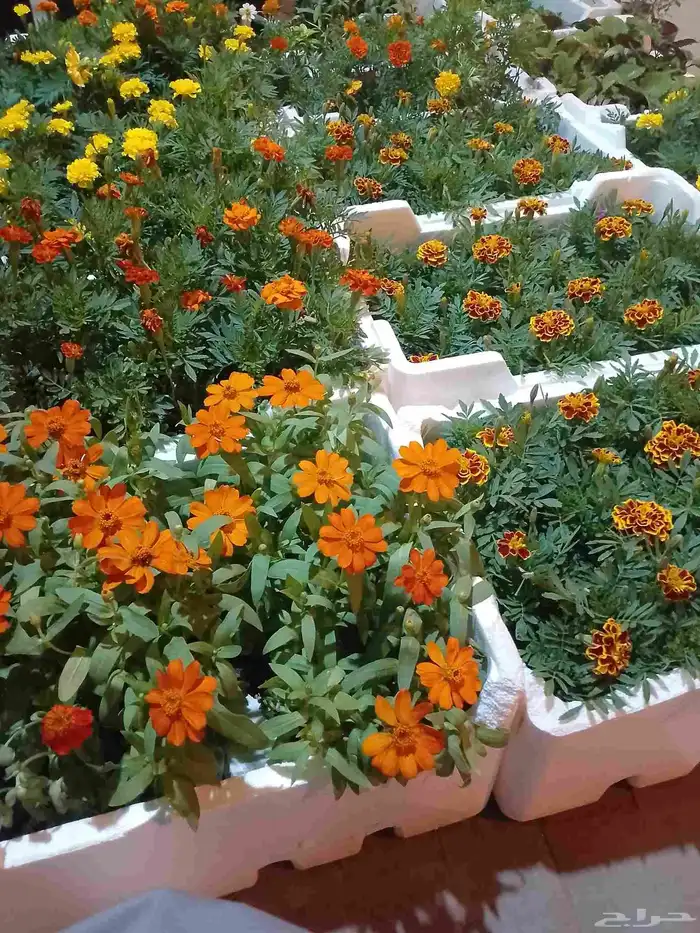 تنسيق حدائق وزراعه التيل وتركيب شبكة الري 2