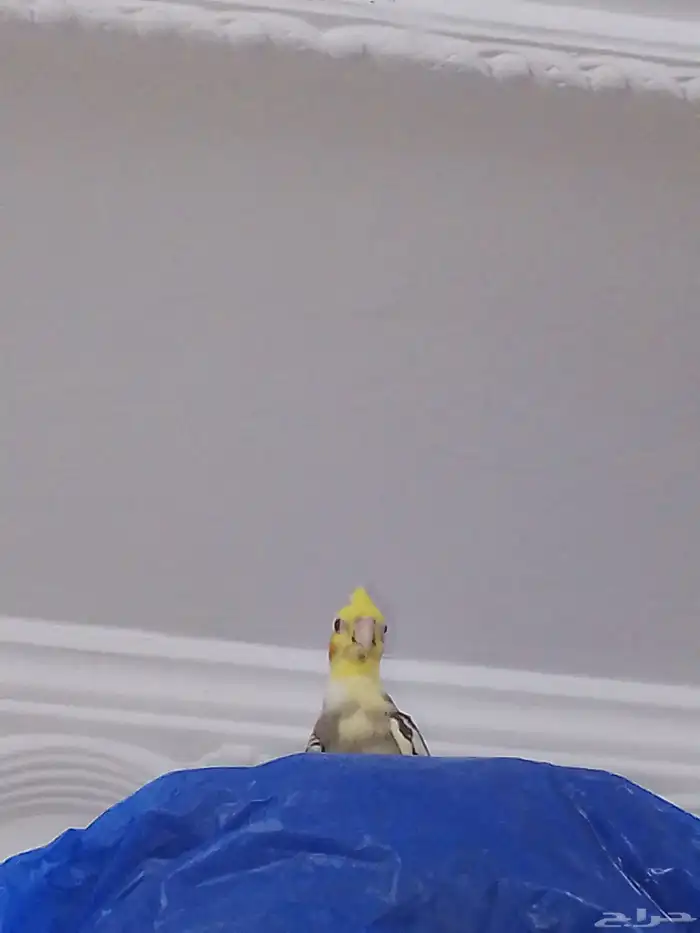 طيور كروان 1