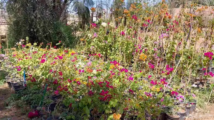 يوجد جميع نواع الشجار 4