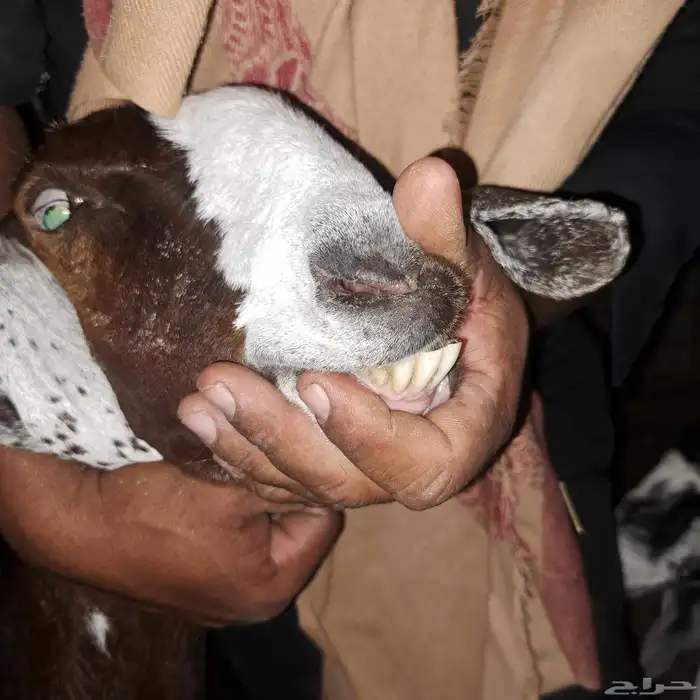 عنز سدس معها تيس مخصي عمره 4 أشهر 1