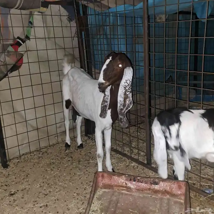 عنز سدس معها تيس مخصي عمره 4 أشهر 5