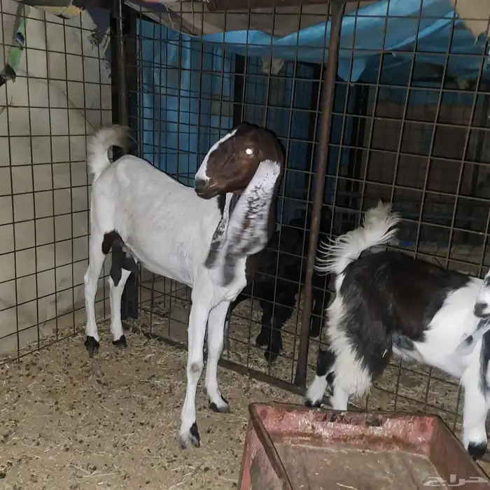 عنز سدس معها تيس مخصي عمره 4 أشهر 4