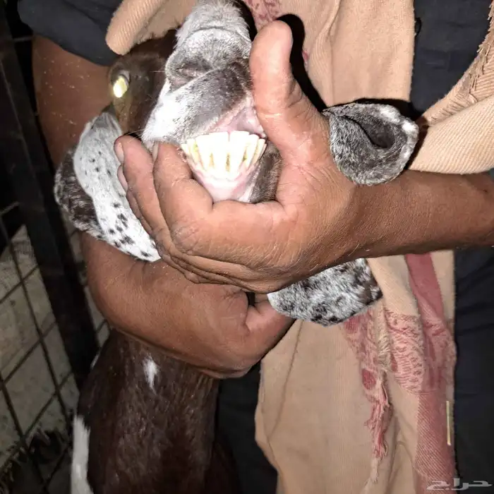 عنز سدس معها تيس مخصي عمره 4 أشهر 0