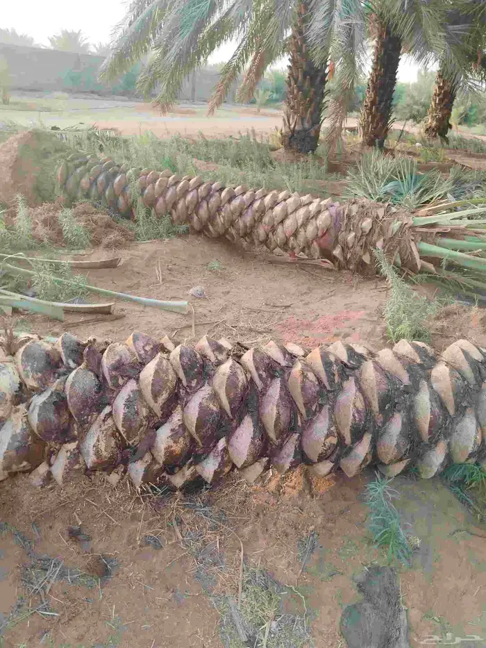 نخيل عربي واشنطونيا الزينه بجميع المقاسات 2