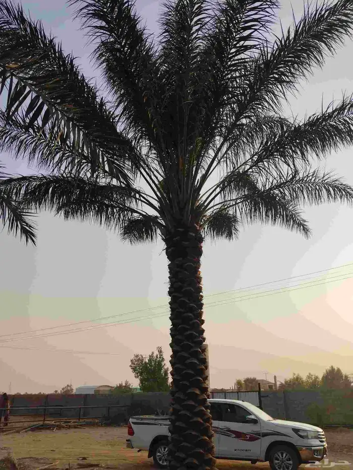 نخيل عربي واشنطونيا الزينه بجميع المقاسات 1