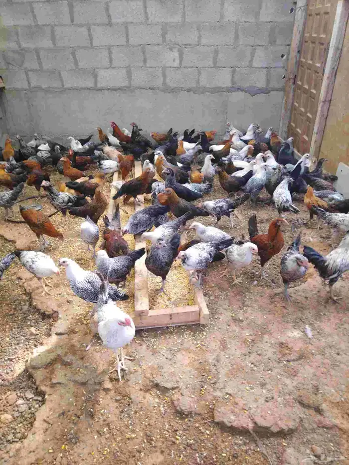دجاج وديوك للبيع 0