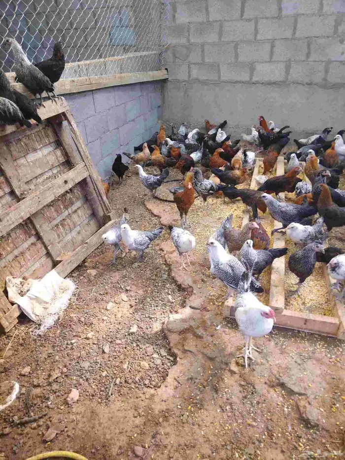 دجاج وديوك للبيع 1