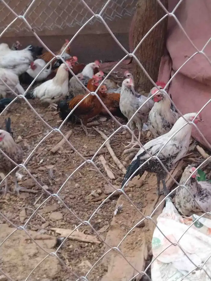 دجاج وديوك للبيع 3