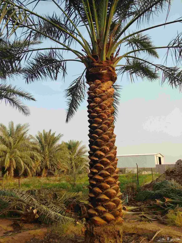 نخيل عربي واشنطونيا الزينه بجميع المقاسات 0